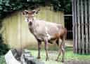 動物図鑑、カンスーアカシカ